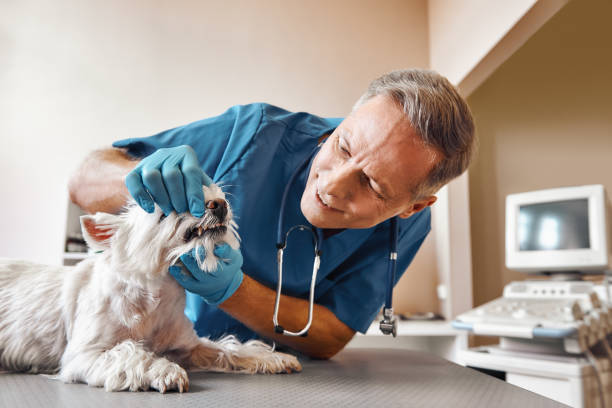 Best Emergency Tooth Extraction in Salt Creek Commons, IN